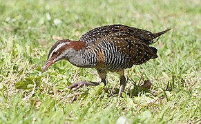 Gallirallus philippensis Lord Howe Island 1