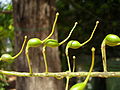 unripe seed pods