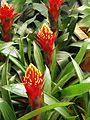 Guzmania conifera