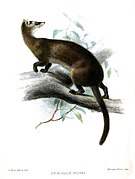 Drawing of brown viverrid