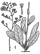 Hieracium gronovii