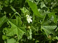 leaves, flower