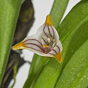 Masdevallia striatella