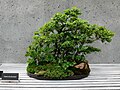 Bonsai