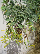 Nicotiana glauca