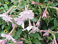 Giống cây cảnh Nicotiana × sanderae.