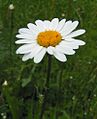 Oxeye daisy