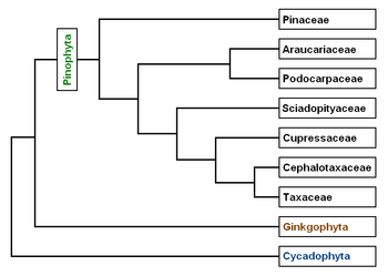 Laŭ artikoloj de A. Farjon kaj C. J. Quinn & R. A. Price en Proceedings of the Fourth International Conifer Conference, Acta Horticulturae 615 (2003).