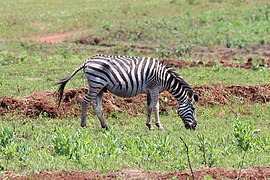 Ngựa vằn đồng bằng (hoặc Equus quagga) được IUCN liệt vào danh sách 'gần bị đe dọa'.