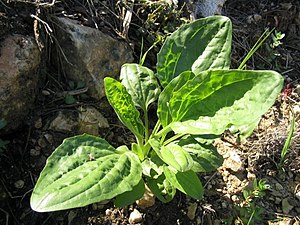 큰질경이(Plantago major)