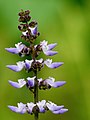 Plectranthus rotundifolius (Tribù Ocimeae/Sottotribù Plectranthinae)