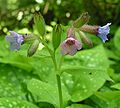 Lungwort Pulmonaria officinalis close-up