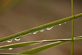 穀雨