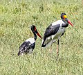 Zwei Artgenossen in der Masai Mara