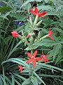 Silene regia var. 'Prairie Fire'