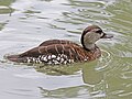 Thumbnail for Spotted whistling duck