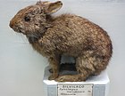 Sylvilagus brasiliensis Tapeti (Taxidermy specimen)