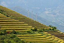 Photograph of terraced rice fields in Sa Pa