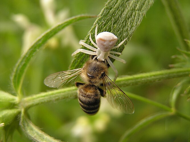 Паук (Thomisus onustus) рода Thomisus из семейства пауков-бокоходов поймал медоносную пчелу (Apis mellifera)