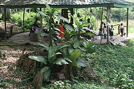 Tourists at the Kakum National Park 2.jpg