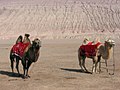 Camellos en las Montañas Flamígeras, Sinkiang