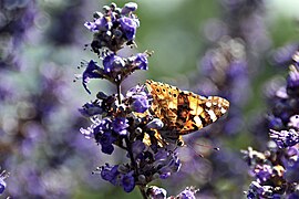 Vanessa cardui an Blüten.jpg