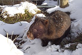 Paljaskuonovompatti (Vombatus ursinus)