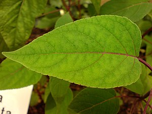 Svepesalvia Salvia involucrata