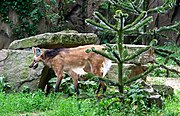 Asz amszterdami állatkertben; az előtérben fiatal chilei araukária