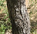Kulit pohon Acacia estrophiolata