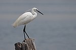 Thumbnail for File:Aigrette garzette au lac sud de Tunis (site RAMSAR).jpg