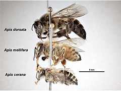 Trois abeille épinglées