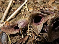 Asarum kurosawae