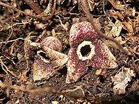 Asarum nipponicum