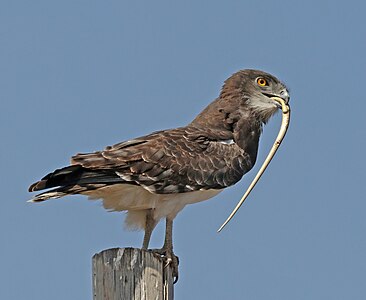 Black-chested snake eagle, by Charlesjsharp