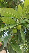 Brosimum alicastrum MeridaMX GreenFruits.jpg