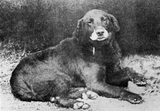 «Buccleuch Avon» (1885). Perro base en las líneas del labrador moderno.