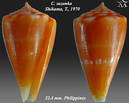 Conus sazanka