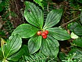 Cornus canadensis