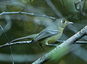 Kuba vireo