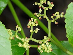 Cyphostemma auriculatum (3709562051).jpg