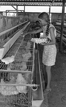 Granja de huevos, Israel 1969