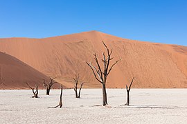 Las acacias secas que permanecen en los deathvleis, algunas hace cientos de años, sirven de oteadero a los cuervos del Namib.