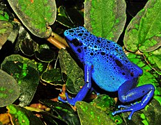 Blue poison dart frog, found in the forests of the far northern Brazil.