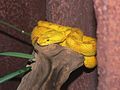 Image 1Eyelash viper (Bothriechis schlegelii) (from Wildlife of Costa Rica)