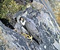 Falco peregrinus pealei vagy tundrius Alaszkában