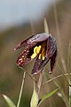 Fritillaria affinis