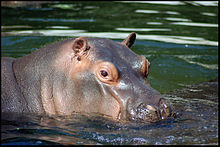 photo d'une tête d'hippopotame.