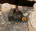 Samička s mláďatami na hniezde