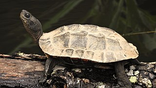 Indian black turtle 1.jpg